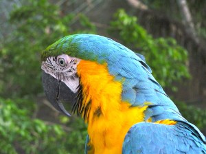 SAMSUNG DIGITAL CAMERA