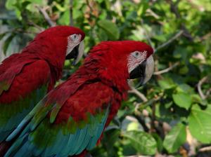 SAMSUNG DIGITAL CAMERA