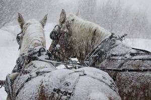 1453405_771045859590890_976661838_n